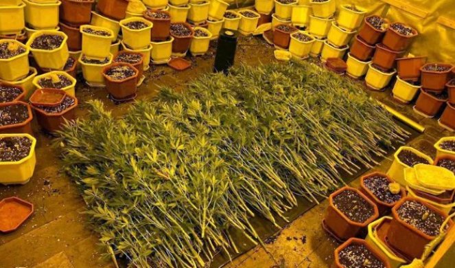 OTKRIVENA LABORATORIJA U NIŠU! Zaplenjeno skoro 200 stabljika marihuane težine veće od 20 kilograma