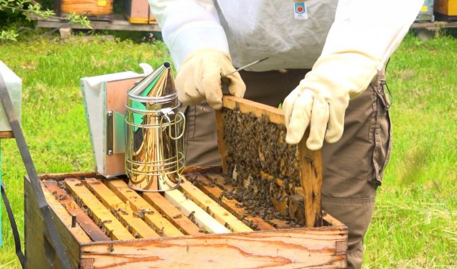 OGROMAN ODZIV PAORA ZA SUBVENCIJE! Za jedan dan prijavilo se čak 4.600 pčelara, ovo je cifra koju će dobiti po košnici!