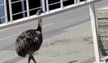 POZNATO OTKUD NANDU U BEOGRADU! Ptica napravila pometnju u prestonici, građani oduševljeno posmatrali egzotičnu životinju (FOTO)