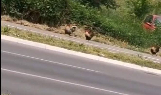HIT SCENA U BEOGRADU! Usred najveće gužve kokoške istrčale na prometnu ulicu, evo kako se ŠETNJA ZAVRŠILA (VIDEO)