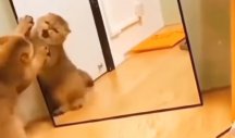 NAČISTO JE ODLEPILA! Maca je ugledala sebe u ogledalu i potpuno se IZBEZUMILA od straha! (VIDEO)