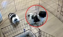 KAKVO GENIJALNO BEKSTVO! Pogledajte kako je ovo štene našlo izlaz iz kaveza! (VIDEO)