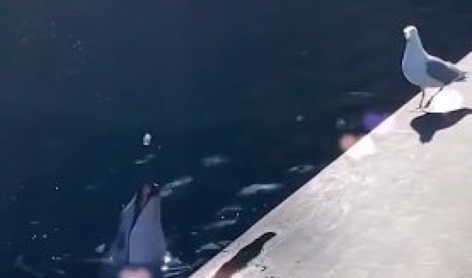 PA OVO JE PRESMEŠNO! Da li ste nekada videli delfina kako ZADIRKUJE galeba? (VIDEO)