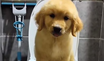 JADAN MALIŠA! Učili su štene da koristi WC, a onda je doživeo najveći PEH ikada! (VIDEO)