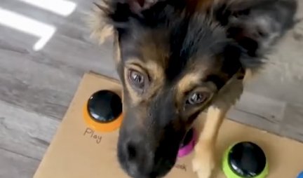 KAKVA PAMETNICA! Ovaj pas može da nauči BILO KOJI TRIK u rekordnom roku! (VIDEO)