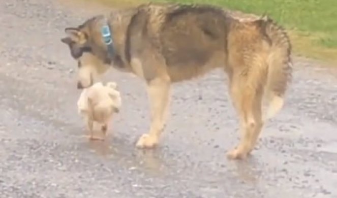 UHVAĆEN NA DELU! Pas je držao kokošku u ustima, a onda je shvatio da su ga OTKRILI - njegova reakcija je SMEHOTRESNA! (VIDEO)