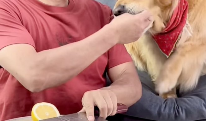 SAD ĆEŠ DA MI PLATIŠ! Vlasnik je psu podmetnuo LIMUN, a onda je dobio zasluženu OSVETU! (VIDEO)