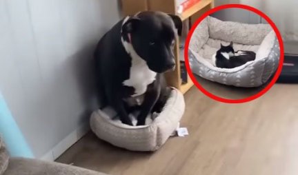 KAKVA MAČKA, STRAŠNA MAČKA! Pogledajte kako je ovaj pas PROTERAN iz svog kreveta - ima opasnog cimera! (VIDEO)