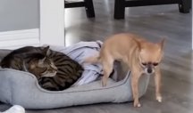 RIZIČAN POTEZ! Mačka je zauzela krevet, a pokušaj psa da legne na svoje mesto će vas NASMEJATI DO SUZA!