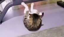 JEDAN-DVA, DVA-TRI... Ova mačka je rešila da se okrene zdravom životu - imaće NAJJAČE TRBUŠNJAKE u kraju! (VIDEO)