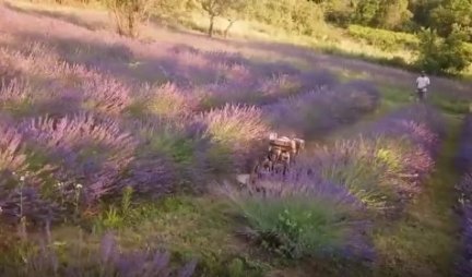 ROBOT SPASOJE RADI KAO ČOVEK, U POLJU OBAVLJA SVE POSLOVE! Gazdama uštedeo novac i vreme, a ovako izgleda kad on dođe na posao! (FOTO)