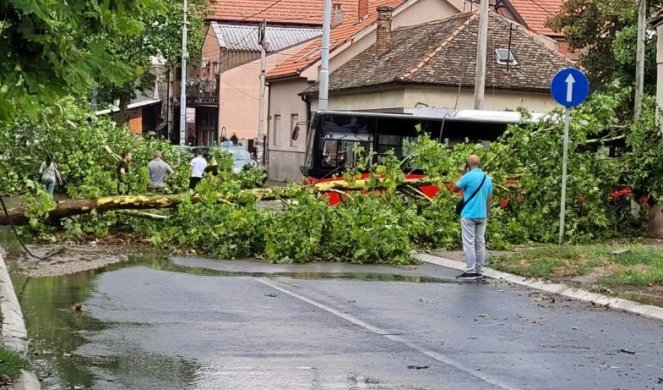 (FOTO) PALO DRVO U UGRINOVAČKOJ! Snažno nevreme napravilo haos