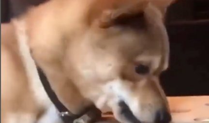 MENE STE NAŠLI DA ZEZATE! Pogledajte kako se pas NALJUTIO zbog igre sa VIRŠLAMA! (VIDEO)