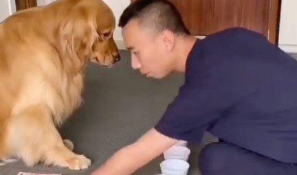 PRAVA JE PAMETNICA! Pogledajte kako je pas našao kuglicu SVAKI PUT - ne može ga prevariti! (VIDEO)