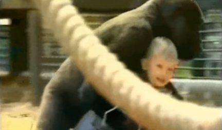 GORILE SU BRINULE O NJOJ KAO DA JE NJIHOVA! Posle 20 godina srela se sa divljim primatima, njihova reakcija će vas ostaviti BEZ DAHA! (VIDEO)