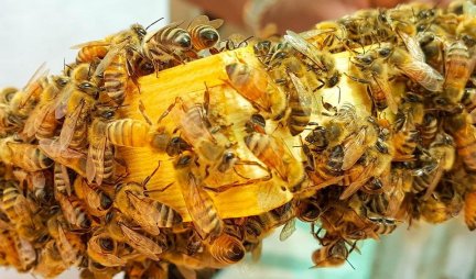 NAUČNICI DOŠLI DO NOVOG OTKRIĆA: Pčele uče da komuniciraju plesom gledajući starije jedinke