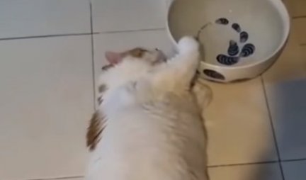 OVOLIKU LENJOST JOŠ NISTE VIDELI! Maca je rešila da pije vodu, ali LEŽEĆI i to umakanjem šapice - presmešna je! (VIDEO)