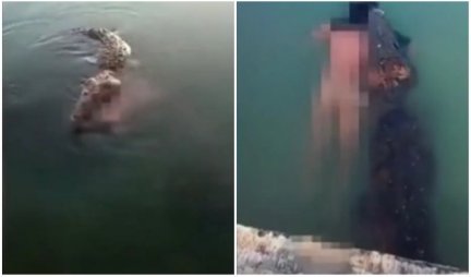 SCENA KAO U HOROR FILMU IZ MEKSIKA! Džinovski krokodil vukao telo čoveka zakačenog za čeljusti, ljudi sa obale snimali jeziv prizor! (UZNEMIRUJUĆI VIDEO)