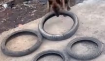 KAKVA PAMETNICA! Ovaj pas je našao način kako da SVE 4 GUME SAM PONESE! (VIDEO)