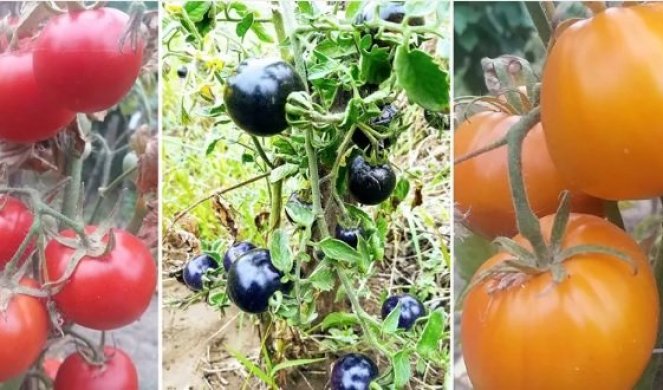 OBAVEZAN SASTOJAK BROJNIH VRSTA ZIMNICA! Pored crvenog, u Šumadiji uspevaju još dve sorte paradajza (FOTO)