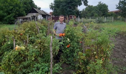 ŽIVOT NA SELU JE LEP, OSTANITE NA SVOJOJ ZEMLJI Mladi Slavko od semena paradajza starog pola veka napravio čudo, a sve što ubere u svojoj bašti rado podeli (FOTO)