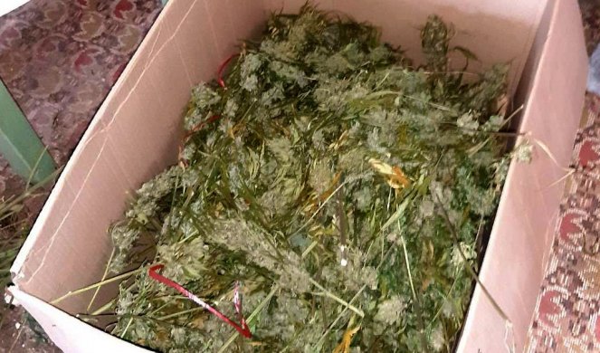 DONJOMILANOVČANIN UHAPŠEN ZBOG DROGE Policija pronašla više od 20 kilograma marihuane na salašu! (Foto)