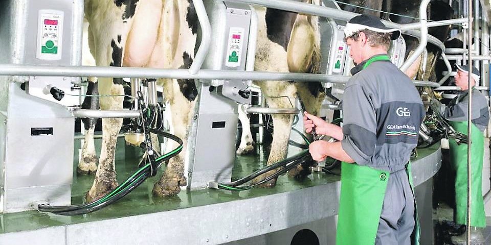 Produžen rok za premije za mleko: Otkupna cena po litru opet povećana
