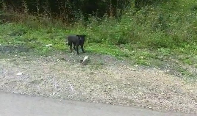 HAČIKO IZ PRANJANA I DALJE ČEKA SVOG VLASNIKA! Već mesec dana stoji na istom mestu, meštani pokušali sve da ga sklone sa puta (FOTO)