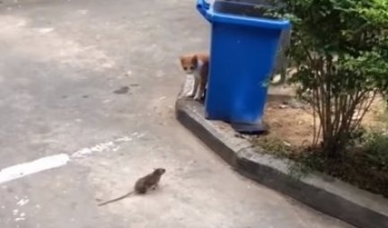 ONI SU PRAVI TOM I DŽERI! Jurnjava ove mačke i miša će vas dovesti do suza od smejanja - da li ste videli veću KUKAVICU (VIDEO)
