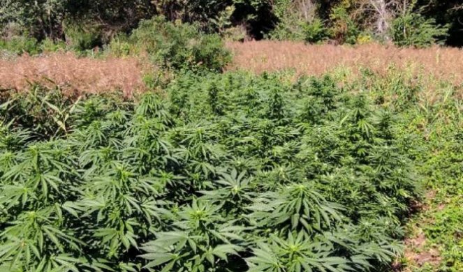 Dve osobe uhapšene zaplenjena marihuana: Otkrivena plantaža marihuane u Mokrom