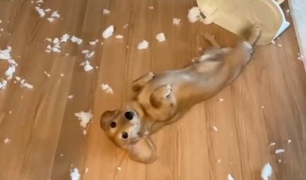 NISAM JA, ZEKA JE! Pas je napravio HAOS, a onda je na GENIJALAN NAČIN pokušao da se izvuče! (VIDEO)