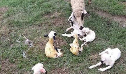 RADOST U DOMAĆINSTVU ŽIVKA I SLAVICE SIMIĆ! Stado ovaca u jednom danu je uvećano za šestoro jagnjadi (FOTO)