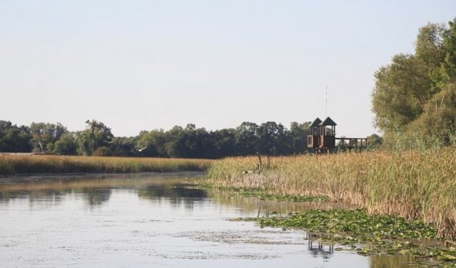 U SPECIJALNOM REZERVATU PRIRODE ZASAVICA PRONAĐENI FOSILI STARIJI OD DINOSAURUSA! Životni vek im bio samo pet dana (FOTO)