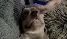 OVAKVO BUĐENJE NIJE OČEKIVAO! Sipali su psu ŠLAG na njušku, a njegova reakcija će vas ODUŠEVITI! (VIDEO)