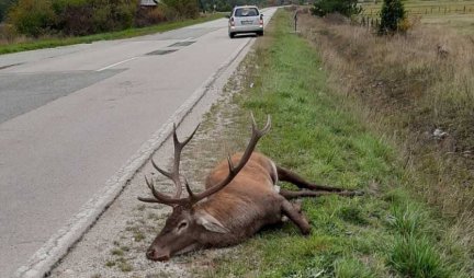ODJEDNOM JE ISKOČIO NA PUT, VOZAČ NIJE MOGAO DA REAGUJE?! Prelepa životinja stradala u saobraćajnoj nesreći kod sela Kremna (FOTO)