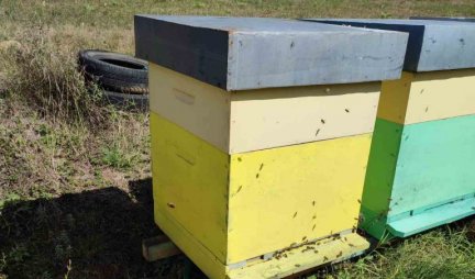 LOPOVI UKRALI KOŠNICE SA SVE PČELAMA! Pčelari u šoku tražili pomoć policije VREDNOST JEDNE KOŠNICE OKO 200 EVRA