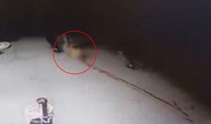 UZEMIRUJUĆI VIDEO! Puškama ubijali ulične pse u Smederevskoj palanci, ulice osvanule krvave, građani uznemireni!