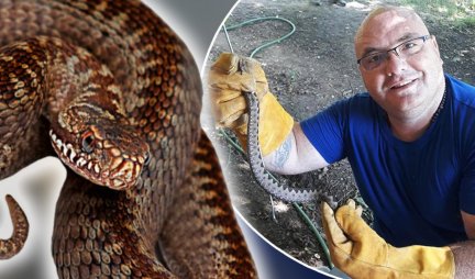 Ovo je prva pomoć u slučaju da vas ugrize zmija! Najpoznatiji zmijolovac u Srbiji: "Sada je vreme kad ulaze u kuće!"