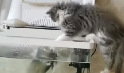 RIBA UZVRAĆA UDARAC! Mačka je pokušala da je dohvati, a onda se desilo nešto NEOČEKIVANO - neće je više uznemiravati! (VIDEO)