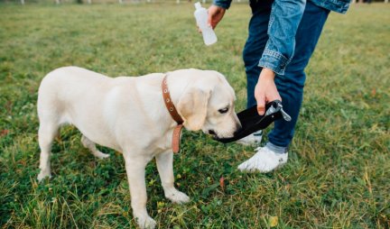 ODLIČAN TRIK KOJI FUNKCIONIŠE SVAKI PUT! Evo kako da vaš pas pije VIŠE VODE - važno je da bude hidriran!
