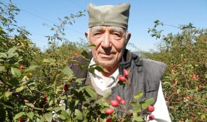 "LJUDI SE ČUDILI ZAŠTO SADIM TRNJE NA IMANJU" Deda Tomislav u devetoj deceniji uzgaja i prerađuje biljku koja donosi odličnu zaradu (FOTO)