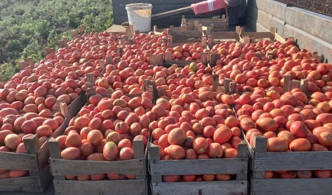 OVO SE NIJE DOGODILO ZA SKORO POLA VEKA! Radovanu na njivi u novembru sazreo PARADAJZ! (FOTO)