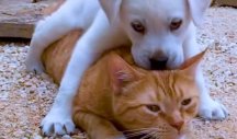 OVAKVO PRIJATELJSTVO BI SVAKO POŽELEO! Znate da psi i mačke mogu da se slažu, ali OVOLIKU LJUBAV još niste videli! (VIDEO)