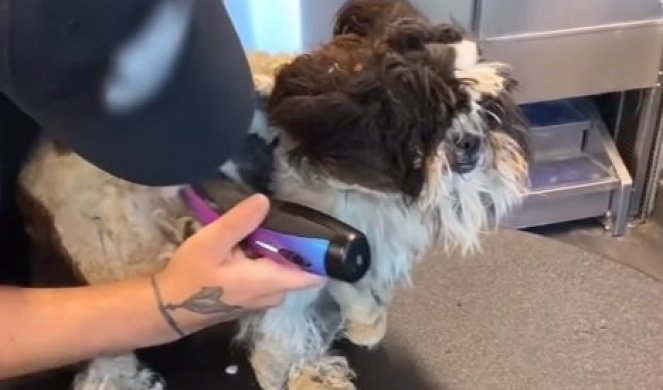 DUŠICA SLATKA! Pogledajte transformaciju ovog šteneta - OD UĆEBANE LOPTICE, do predivnog psa! (VIDEO)