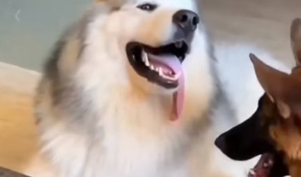 MENI SI NAŠAO DA SE PLEZIŠ! Pas je izbacio jezik, ali se njegovom drugaru to NIKAKO nije dopalo - evo KAKO je reagovao! (VIDEO)