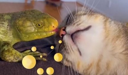 DA LI STE VIDELI NEOBIČNIJE PRIJATELJSTVO! Gušterko voli da ljubi, mačka da se mazi, a NE ODVAJAJU se jedno od drugog! (VIDEO)