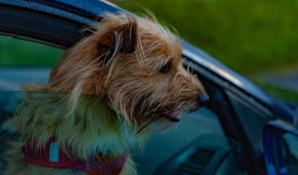 NOVO ISTRAŽIVANJE OTKRIVA! Psi su opušteniji kada putuju u električnom automobilu!