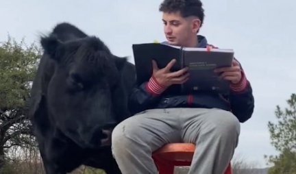 ONA JE KRAVA-PAS! Dečko je spasio od sigurne smrti, a sada ga ova kravica PRATI U STOPU! (VIDEO)
