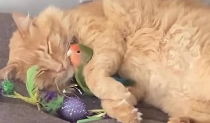 NERAZDVOJNI SU! Papagaj načisto poludi kada mu ova maca nije na vidiku - LJUBAV kakva se retko viđa! (VIDEO)