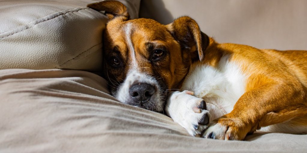 Kako smiriti psa tokom grmljavine? Primenite ova 4 saveta i ljubimac će vam biti zahvalan
